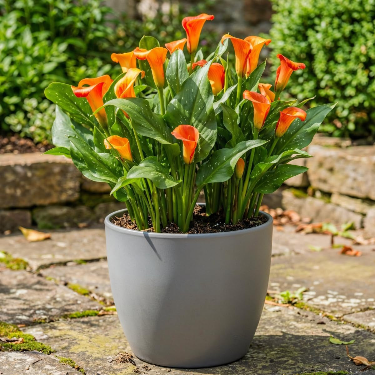 Bulbi de cale, plantă perenă rezistentă - Zantedeschia Orange Passion (Portocaliu) - 5 bulbi de flori mari - Plante adevărate din Olanda - pentru grădină și ghiveci (nu semințe, nu artificiale)