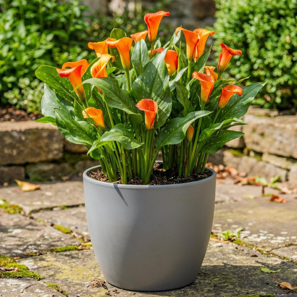 Bulbi de cale, plantă perenă rezistentă - Zantedeschia Orange Passion (Portocaliu) - 5 bulbi de flori mari - Plante adevărate din Olanda - pentru grădină și ghiveci (nu semințe, nu artificiale)