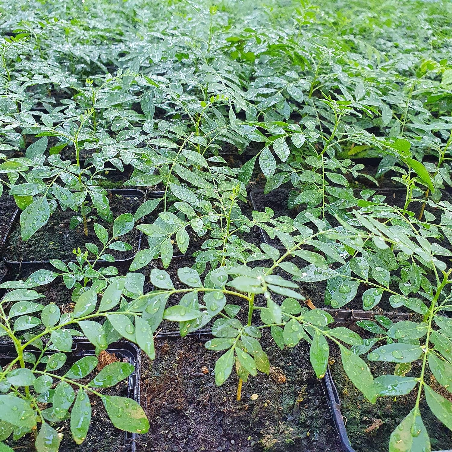 1 Curryblatt Baum | Murraya Koenigii | Aus Samen gezogen | Selten in der EU | Indische & Sri Lankische Zimmerpflanze | 10-15cm Höhe in 7cm Topf | Curry Pflanze | Bergera Koenigii