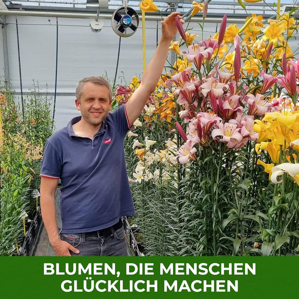 Bulbi de crini pereni rezistenți - Mix de lotus oriental - 10 bulbi - Bulbi de flori exclusivi din Olanda - Pentru grădină și ghiveci (Bulbi mari, fără semințe, nu artificiali)