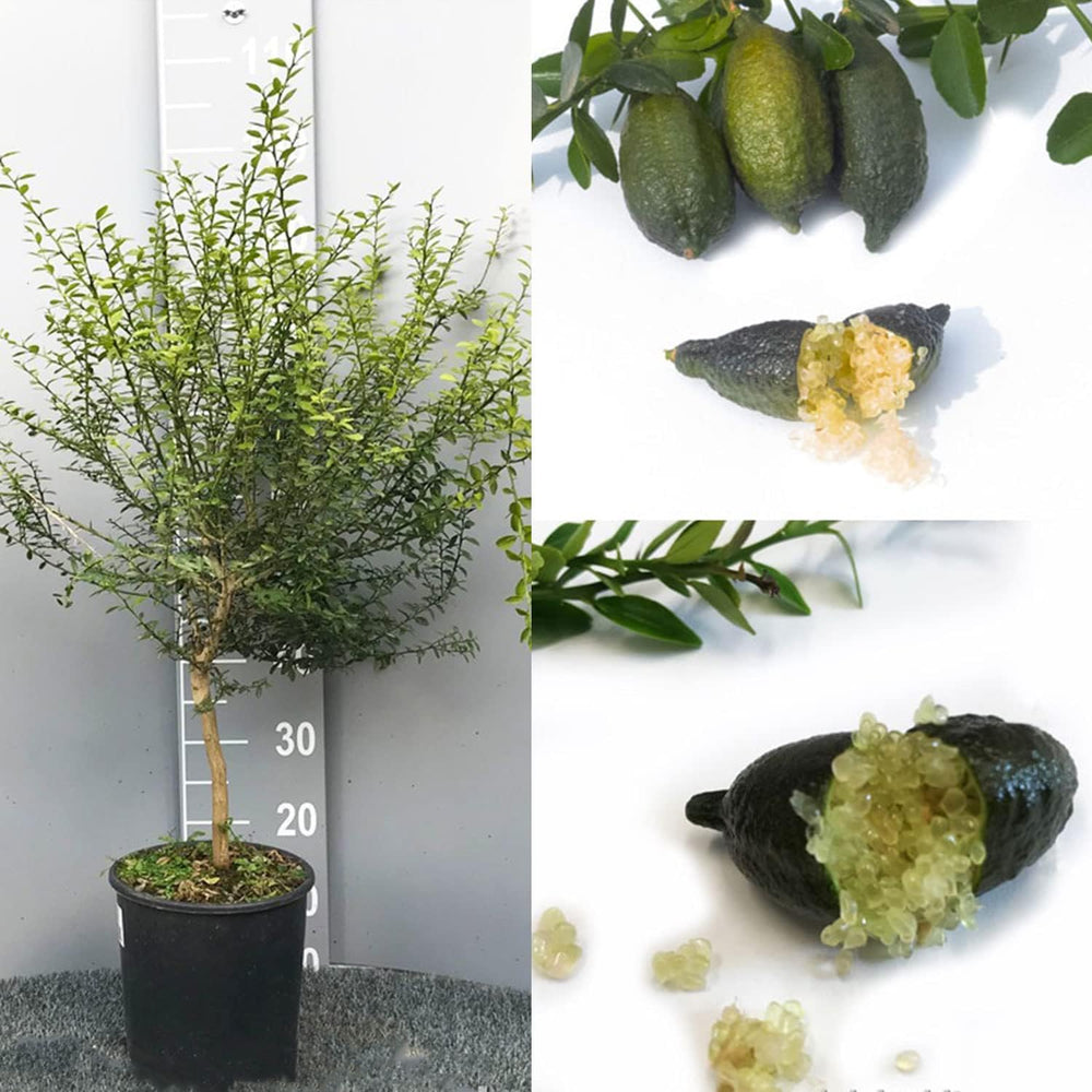 SAVINI VIVAI Zitronenpflanze, Gelber Kaviar, Zitrusbaum, Fingerlimette, Zitronensetzling Im Topf, 20 Cm, Höhe 50–70 Cm, 2 Jahre Veredelung, Hergestellt in Italien