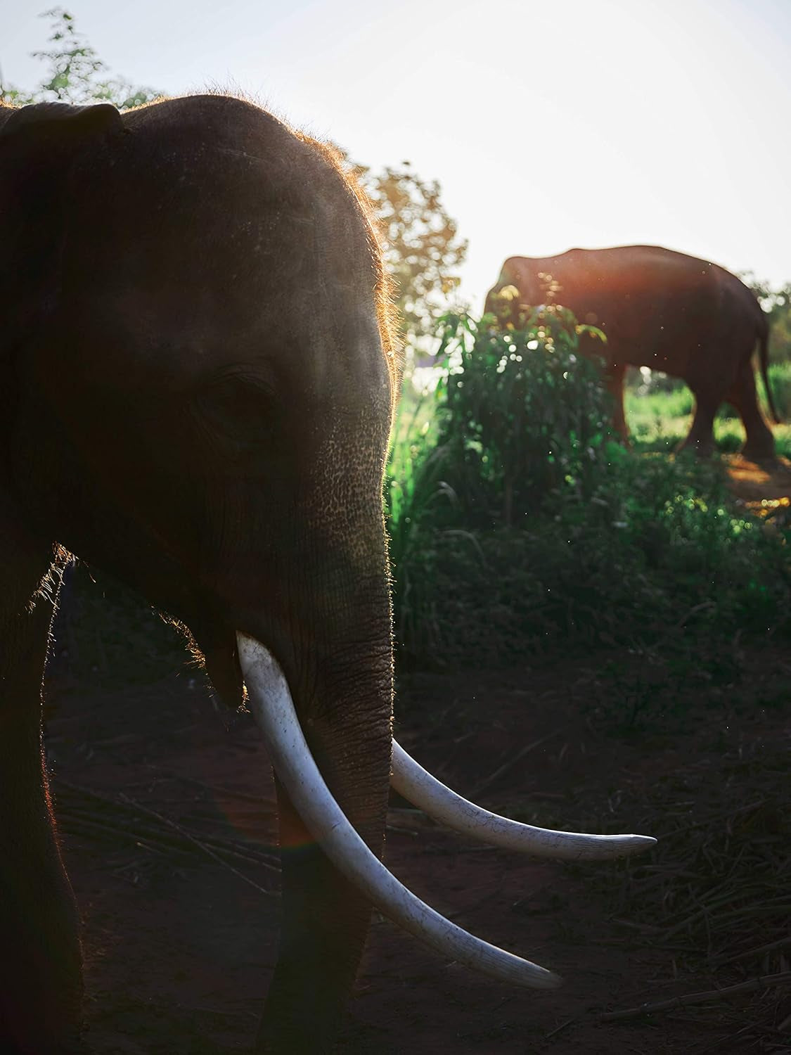 Cafea Black Ivory - 35 de grame de boabe de cafea, boabe întregi, neprăjite, fără arome adăugate, 1 bucată