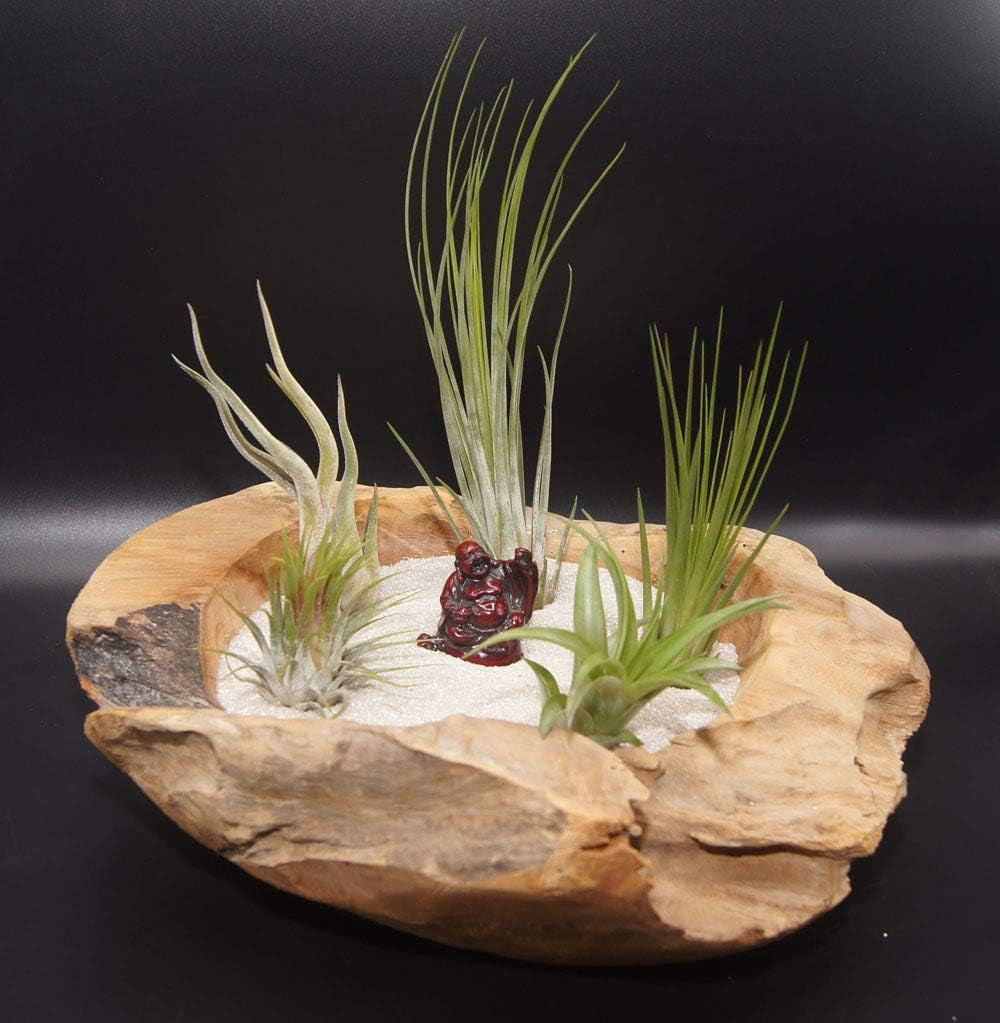 Tillandsien 8Er-Mix, Tillandsia Bromeliengewächs