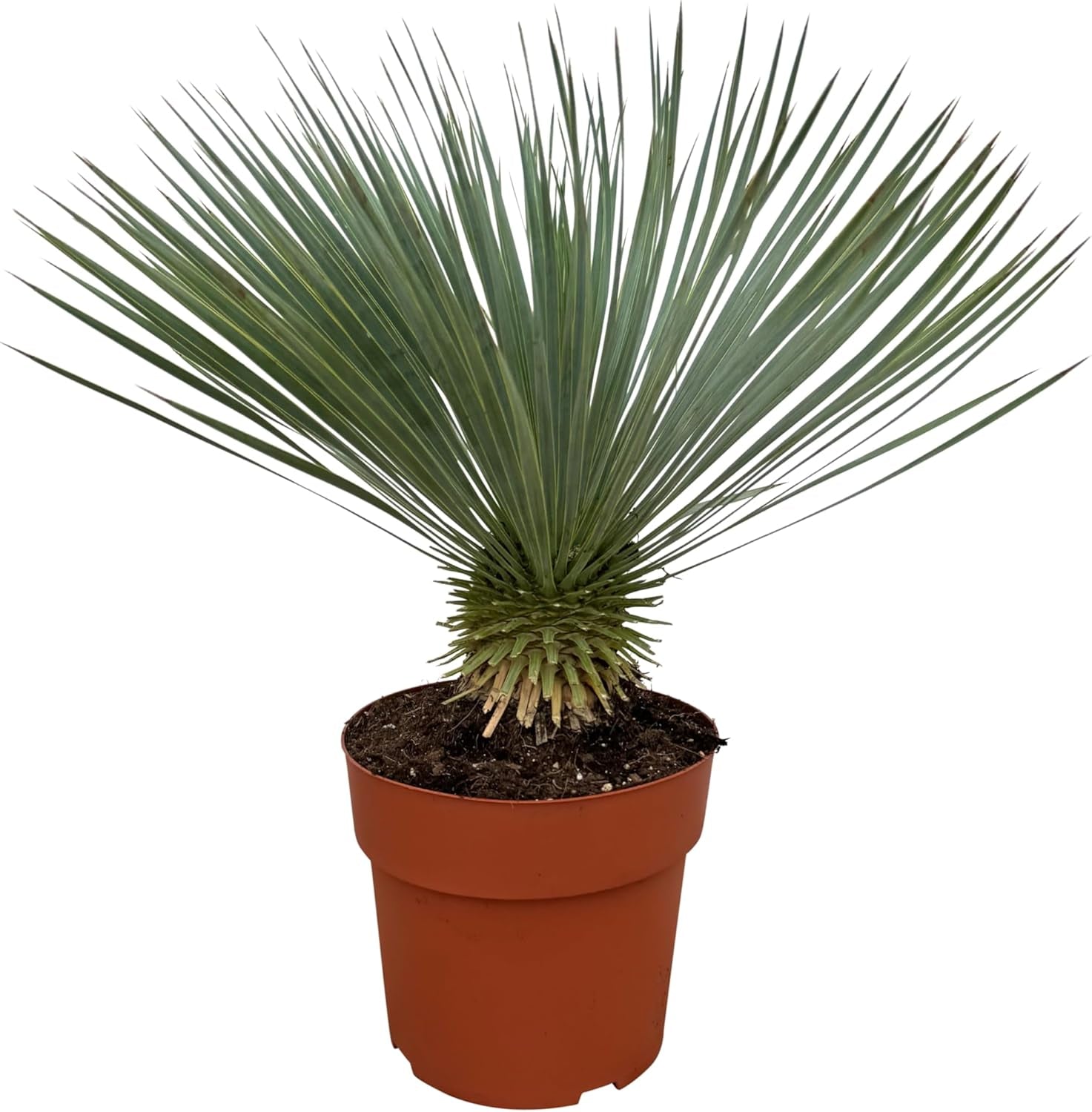 Trendyplants - Yucca Rostrata - Winterhart - Gartenpflanze - Höhe 70-90 Cm - Topfgröße Ø30Cm