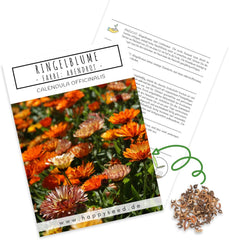 Semințe de gălbenele (Calendula officinalis) - Plantă medicinală versatilă cu flori comestibile și ideală pentru o pajiște cu flori colorate (Abendrot)