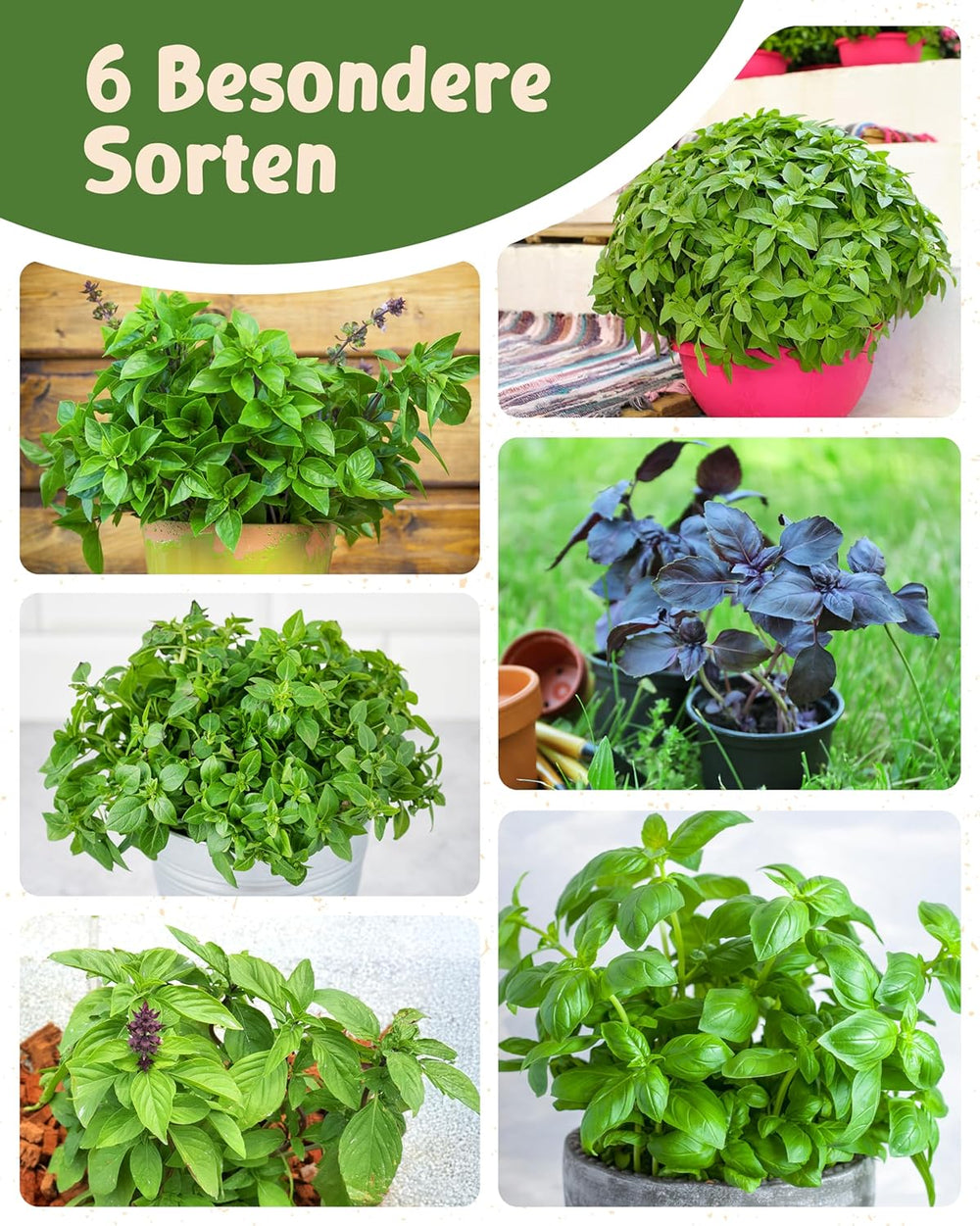 Semințe de busuioc organice într-un set de 6 - 6 semințe de busuioc pentru cultivare ușoară în grădină, balcon sau strat înălțat - semințe de plante - răsaduri