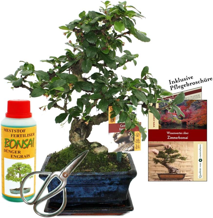 Exotenherz - Geschenkset Bonsai "Carmona" - Fukientee - Ca. 6 Jahre Alt - Anfänger-Set