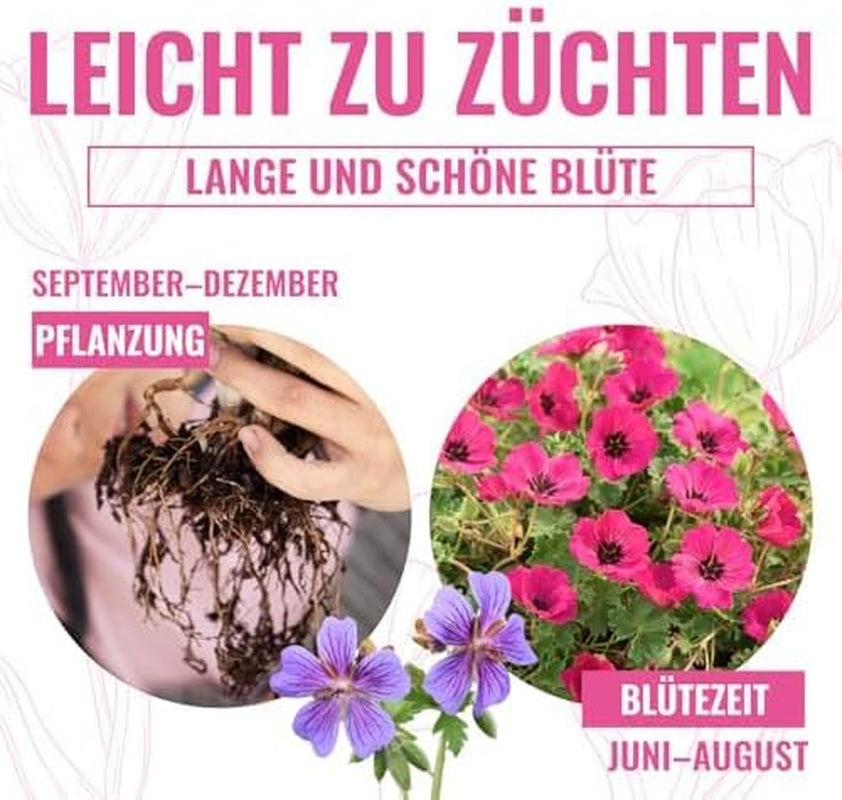 Colecția Super Perenă de Geranium (10 plante/rădăcini) Amestec rezistent de 5 soiuri, hibrizi pereni mari din Olanda, pentru grădină, straturi de flori (nu semințe, nu bulbi artificiali)
