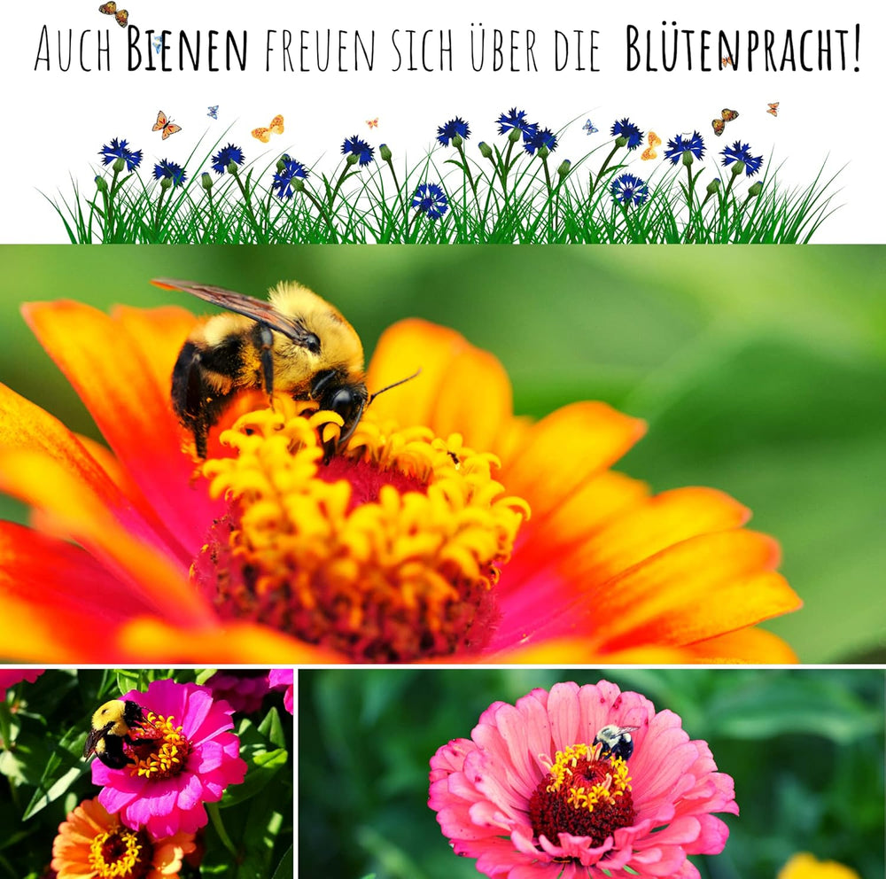 Amestec de semințe de Zinnia (Zinnia) - Flori de vară colorate pentru stratul de grădină, balcon, terasă și ca flori tăiate în vaze