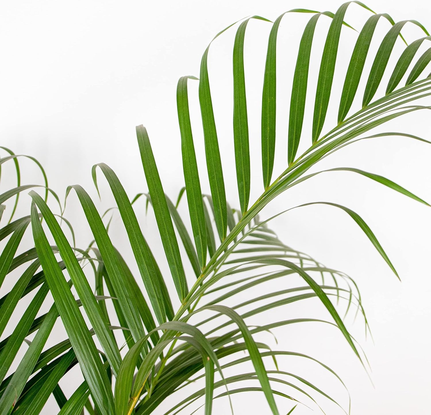 Bloomique - Dypsis Lutescens - Goldfruchtpalme - Areca Palme - Zimmerpflanzen Groß - Pflegeleicht - Haustierfreundlich - Höhe 100-120 Cm - Topf 21 Cm