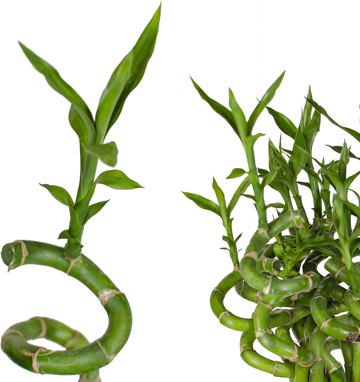 5X Lucky Bamboo Glücksbambus - 50Cm GEDREHT - Spiral in Verschiedenen Groessen - Zimmerbambus Gluecksbambus Zimmer Deko Bam Boo Dracaena Sanderiana Zimmerpflanze