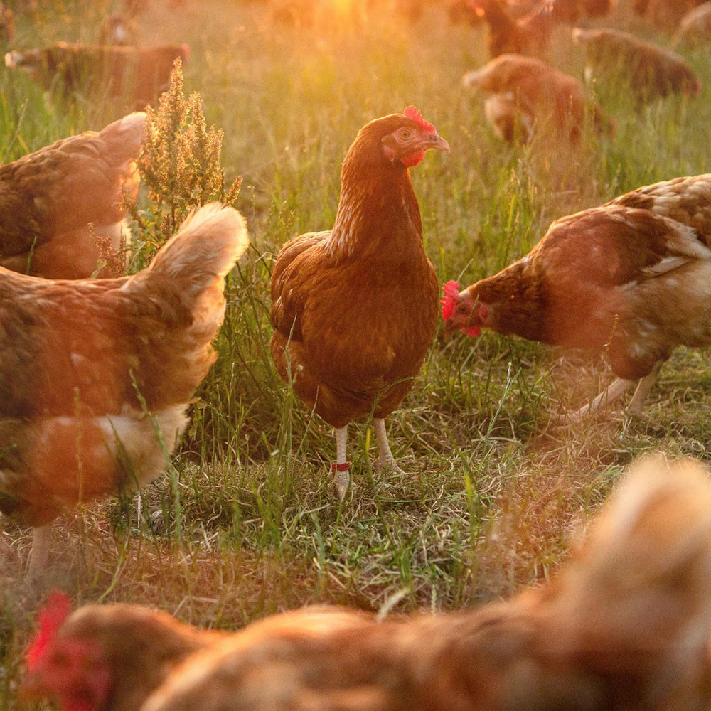 Ida Plus - GoldenEgg 200 ml - vermindert Brucheier & Federfressen - unterstützt Federwachstum & Federkleid - Wichtige Mineralien & Vitamine für Hühner - Beste Eierqualität bei Ihrer Hühnerhaltung