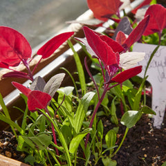 Wildkräuter Samen: Bunte Premium Kräuter Samen Mischung mit Löwenzahn Samen, Sauerampfer, Spitzwegerich uvm – Unkraut Samen Mix für Garten, Balkon – Kräuter Pflanzen Saatgut alte Sorten von OwnGrown