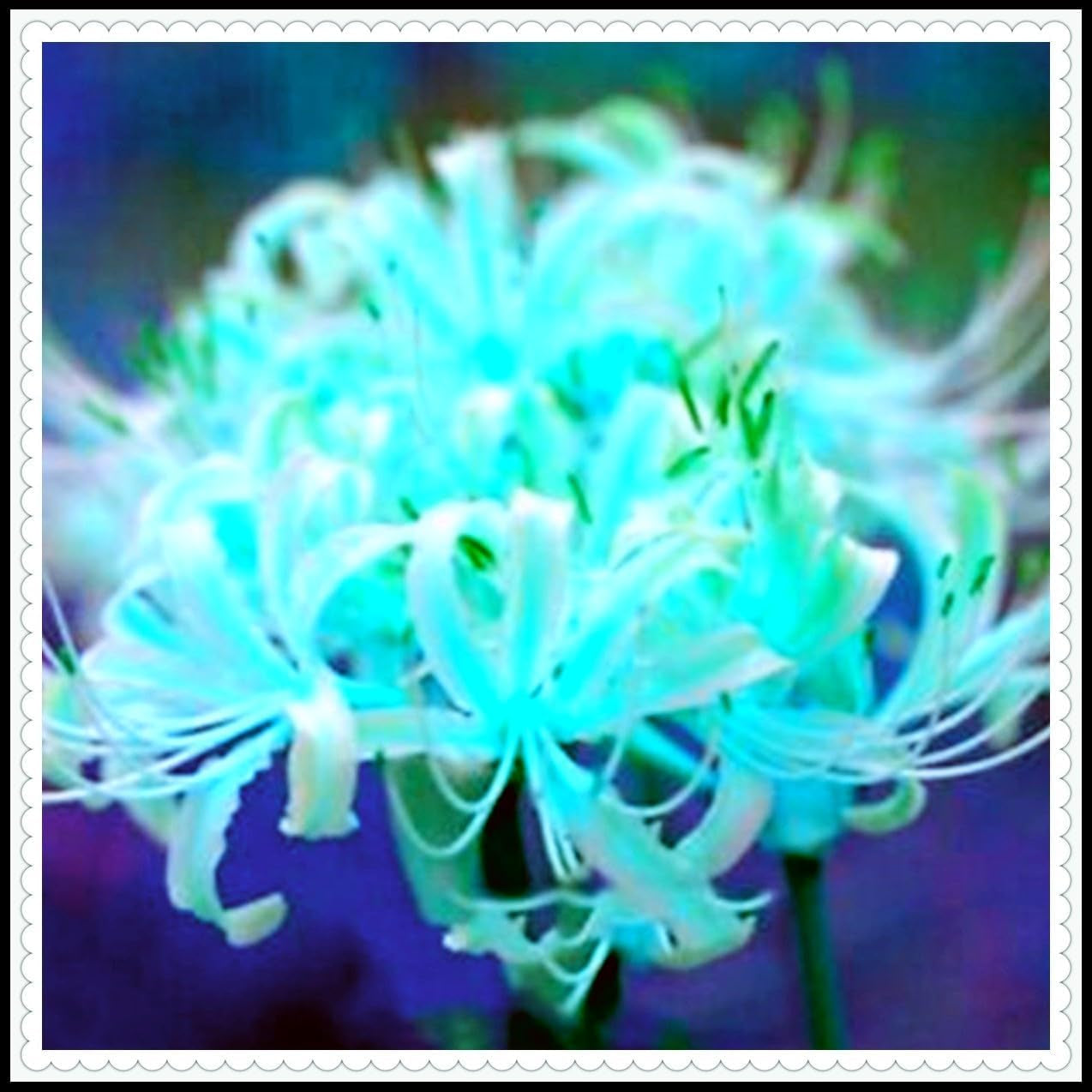 Amestec de bulbi de flori, Bec magic misterios, Plantare rezistentă, Bulb de flori perene rezistent la iarnă, Bulbi rezistenți - 3 bulbi de orhidee