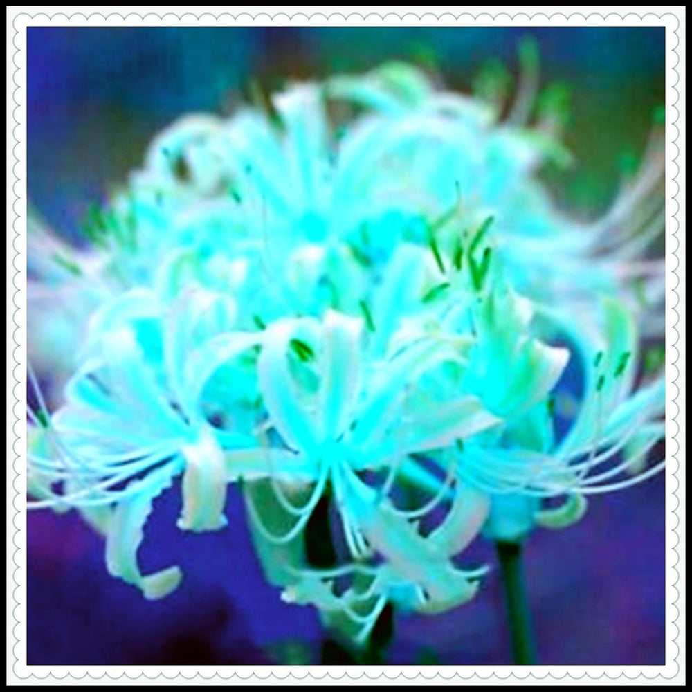 Amestec de bulbi de flori, Bec magic misterios, Plantare rezistentă, Bulb de flori perene rezistent la iarnă, Bulbi rezistenți - 3 bulbi de orhidee