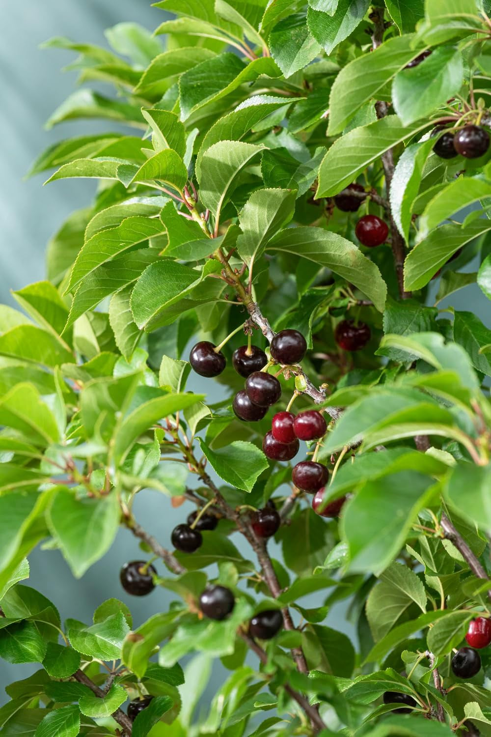 Obstbäume XXL 3Er Set (Apfel Jonagold, Birnenkonferenz Und Süßkirsche Kordia)