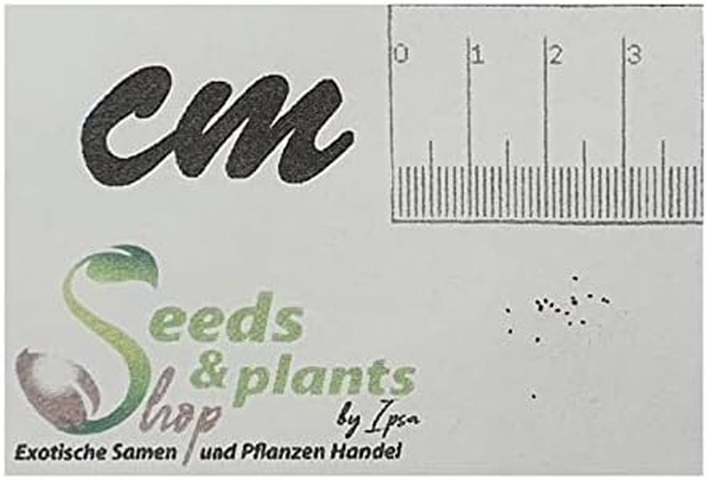 Stk - 10X Begonia Ferruginea Ziersträucher Garten Pflanzen - Samen ID334 -