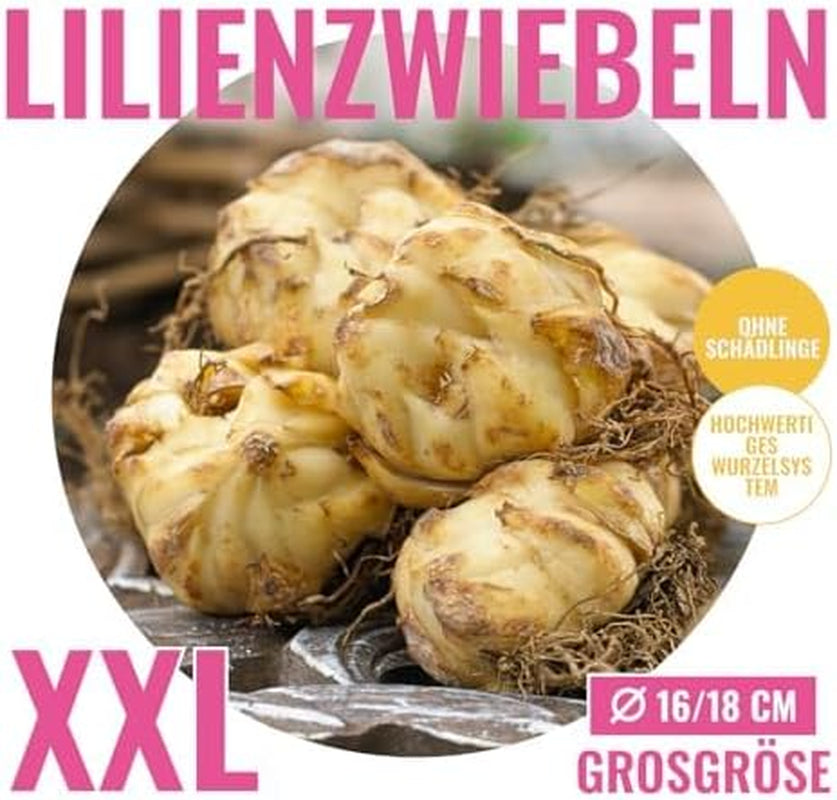 Colecția de bulbi de crini gigantici (15 bulbi de flori), 5 soiuri parfumate, 5 din fiecare culoare, amestec peren rezistent din Olanda pentru grădină (bulbi mari, fără semințe)