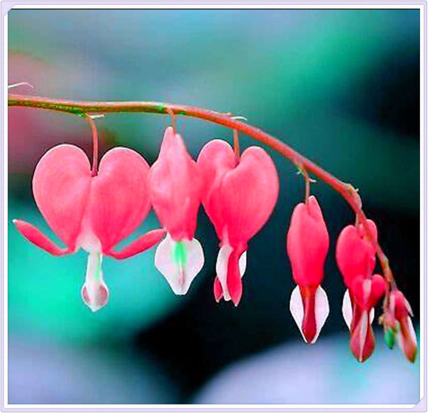 Amestec de bulbi de flori, Bec magic misterios, Plantare rezistentă, Bulb de flori perene rezistent la iarnă, Bulbi rezistenți - 3 bulbi de orhidee