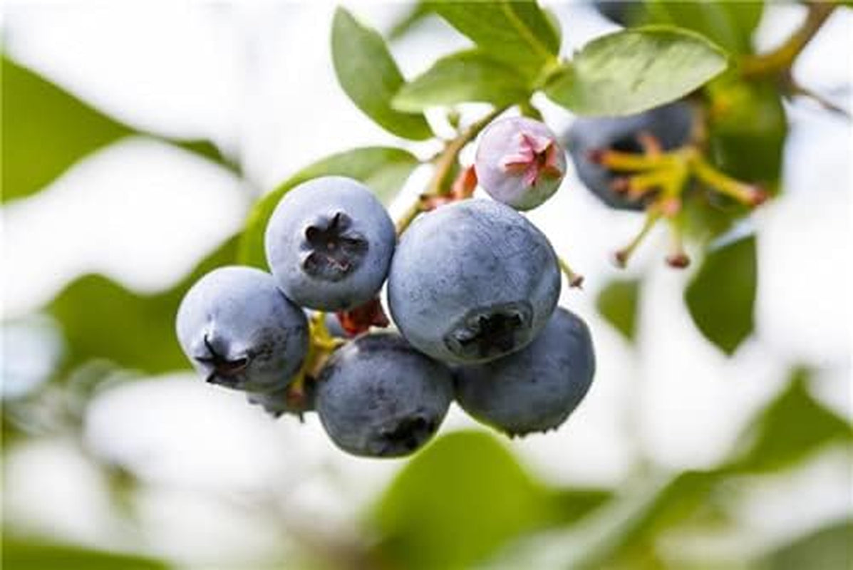 Heidelbeeren Pflanze, Trauben Heidelbeere Blaubeere Vaccinium Corymbosum, Ca. 60Cm Im Topf Gewachsen, Sehr Ertragreiche Sorte, Winterhart