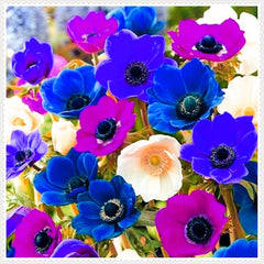 Amestec de bulbi de flori, Bec magic misterios, Plantare rezistentă, Bulb de flori perene rezistent la iarnă, Bulbi rezistenți - 3 bulbi de orhidee