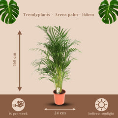 Trendyplants - Areca Palme - Goldpalme - Zimmerpflanze - Höhe 150-170 Cm - Topfgröße Ø24Cm