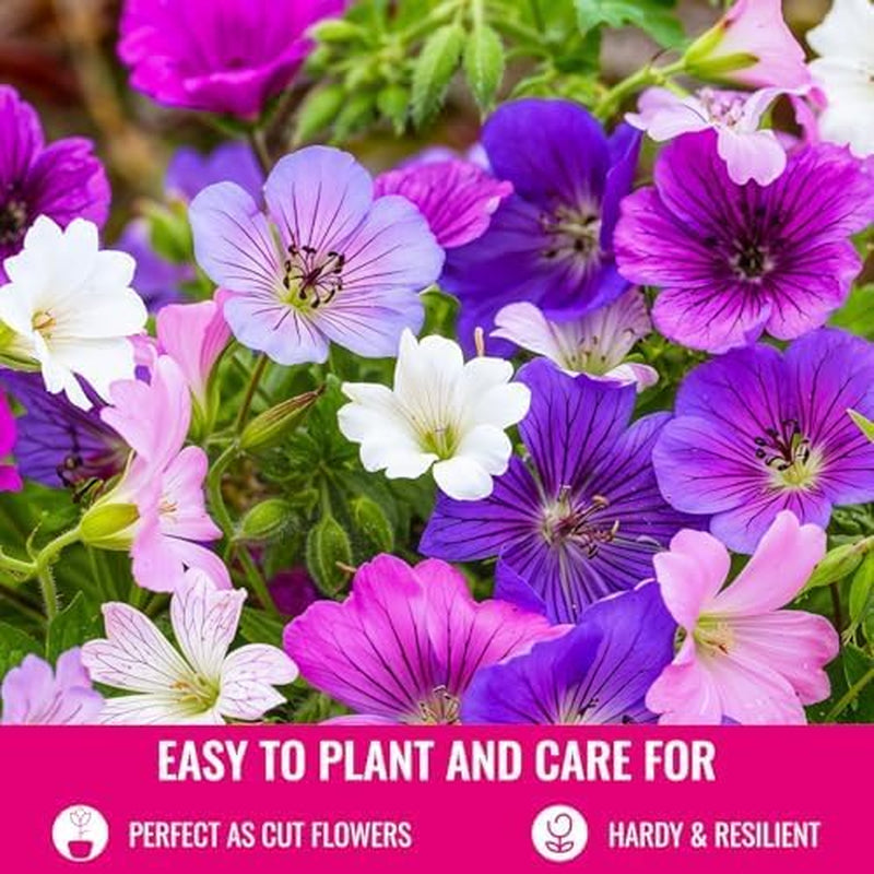 Colecția Super Perenă de Geranium (10 plante/rădăcini) Amestec rezistent de 5 soiuri, hibrizi pereni mari din Olanda, pentru grădină, straturi de flori (nu semințe, nu bulbi artificiali)