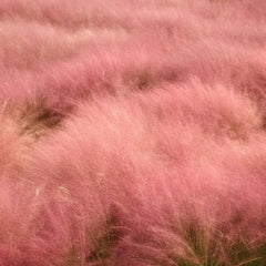 Muhlenbergia Capillaris, Ziergras Balkonpflanzen Winterhart, Hochbeet Topfpflanzen Draußen Winterhart Herbst Deko 400Samen