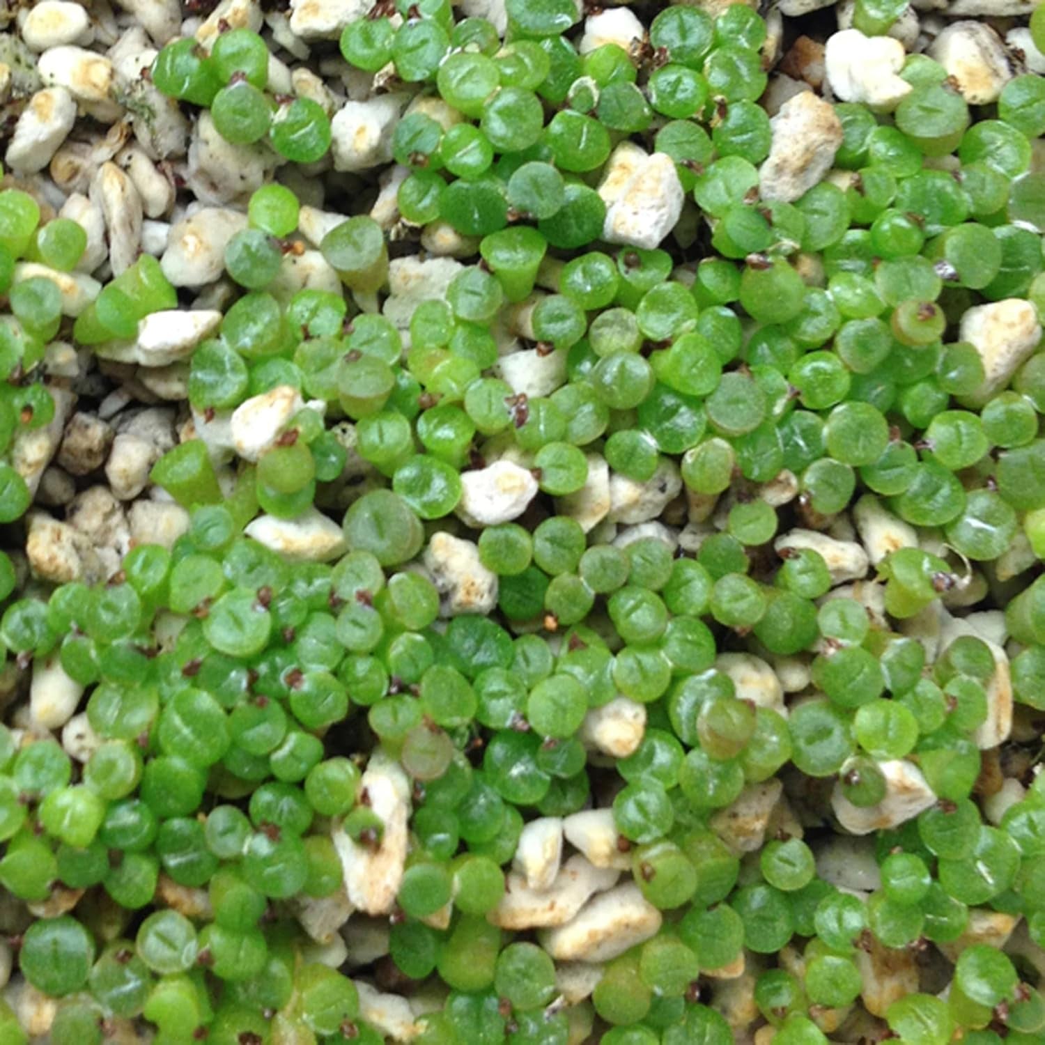 Argyroderma Luckhoffii Samen - Sunnyplants, Argyroderma Samen, Lebender Steine, Lithops Samen, Lebende Steinsamen, Kieselpflanzensamen, Lithops, Sukkulenten Samen (100)