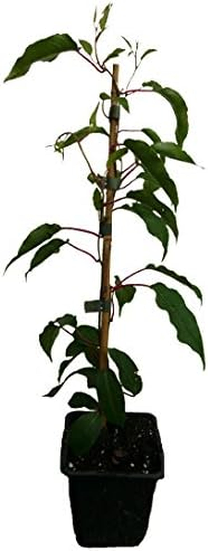 2 X Minikiwi Pflanzen Kens Red Weiblich Und Männlicher Befruchter Actinidia Arguta Kiwai Winterharte Kiwi