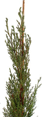 KENTIS - Zypressen Echte Pflanzen Winterhart - Cupressus Sempervirens Totem - Hoch 80-100 Cm Topf Ø 18 Cm