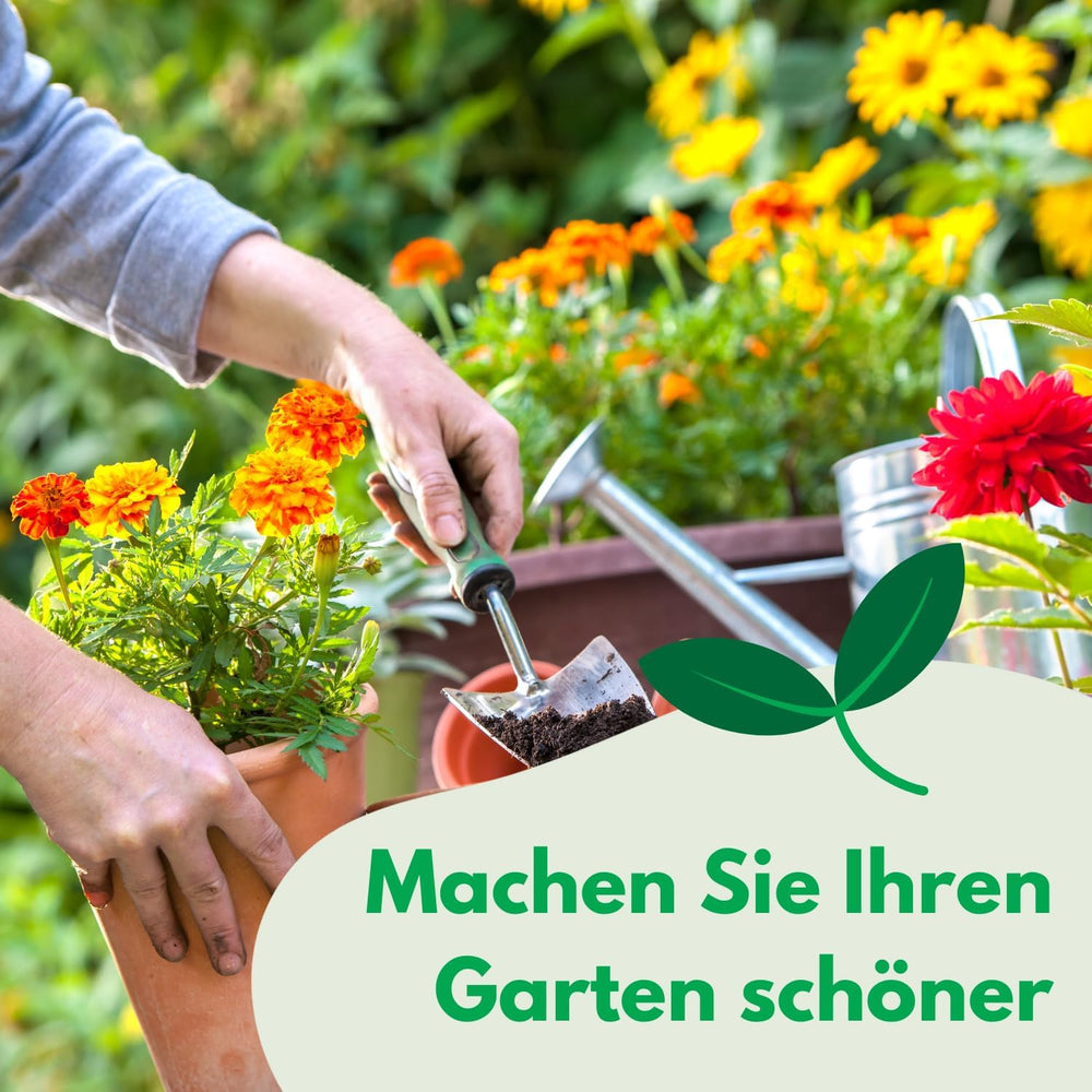 Semințe Cosmos Sensation Mix 1g, Mix Cosmos Flori de vară, Plante de grădină Plante de balcon, Semințe de flori