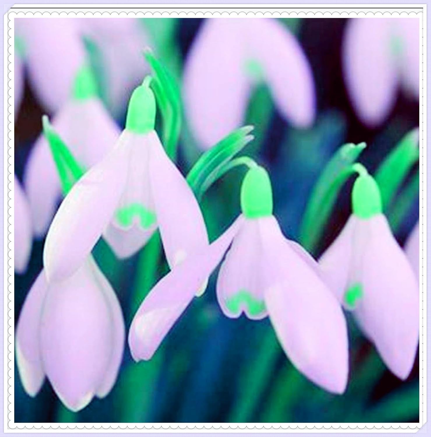 Blumenzwiebel Mix, Winterhart zwiebeln, Winterhart pflanzen, Mehrjährige Blumenzwiebel ist winterhart, Mysteriöse magische Glühbirne-4 Pflanzen Funken Hosta Rhizom