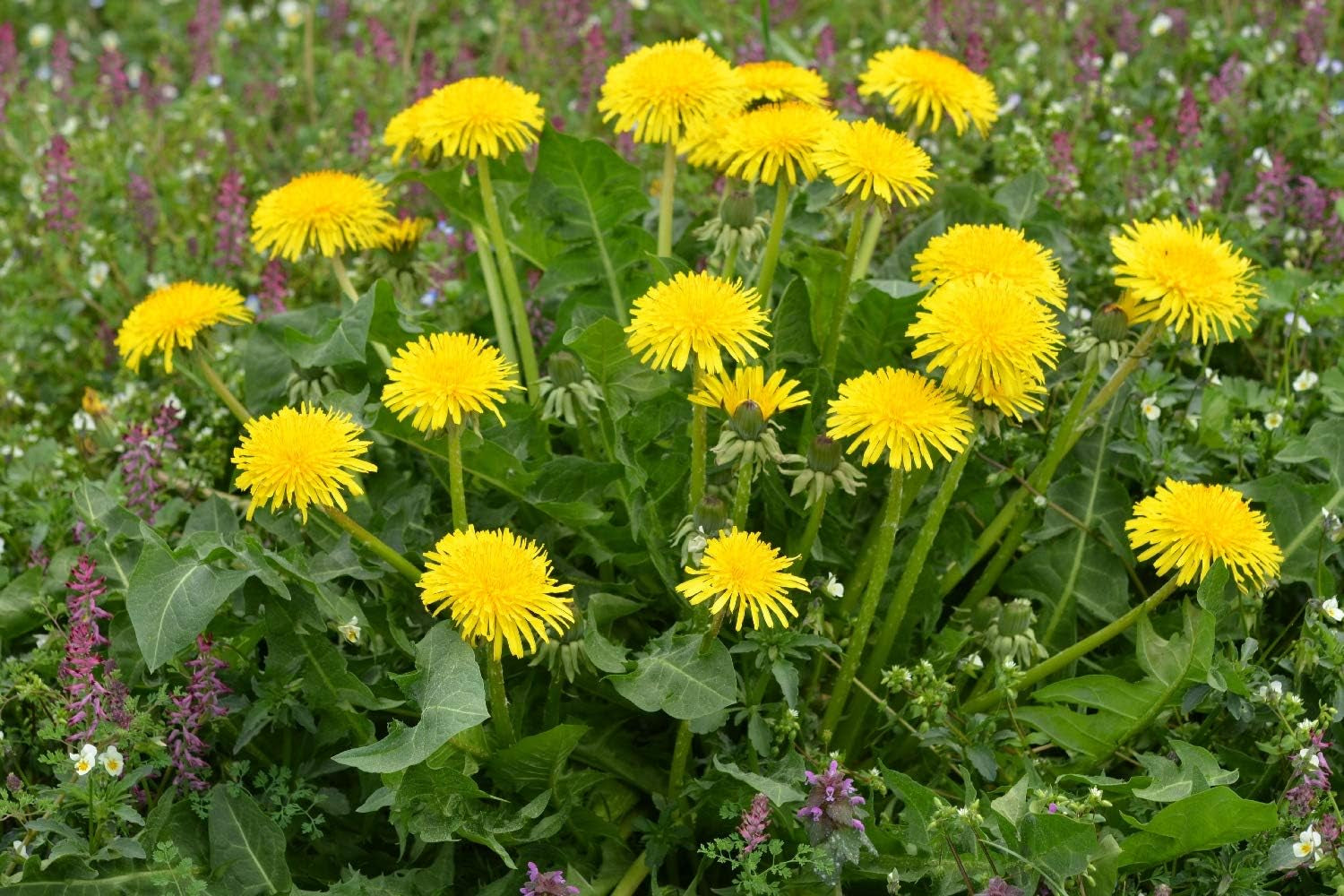SAFLAX - BIO - Păpădie - 400 semințe - Taraxacum officinale