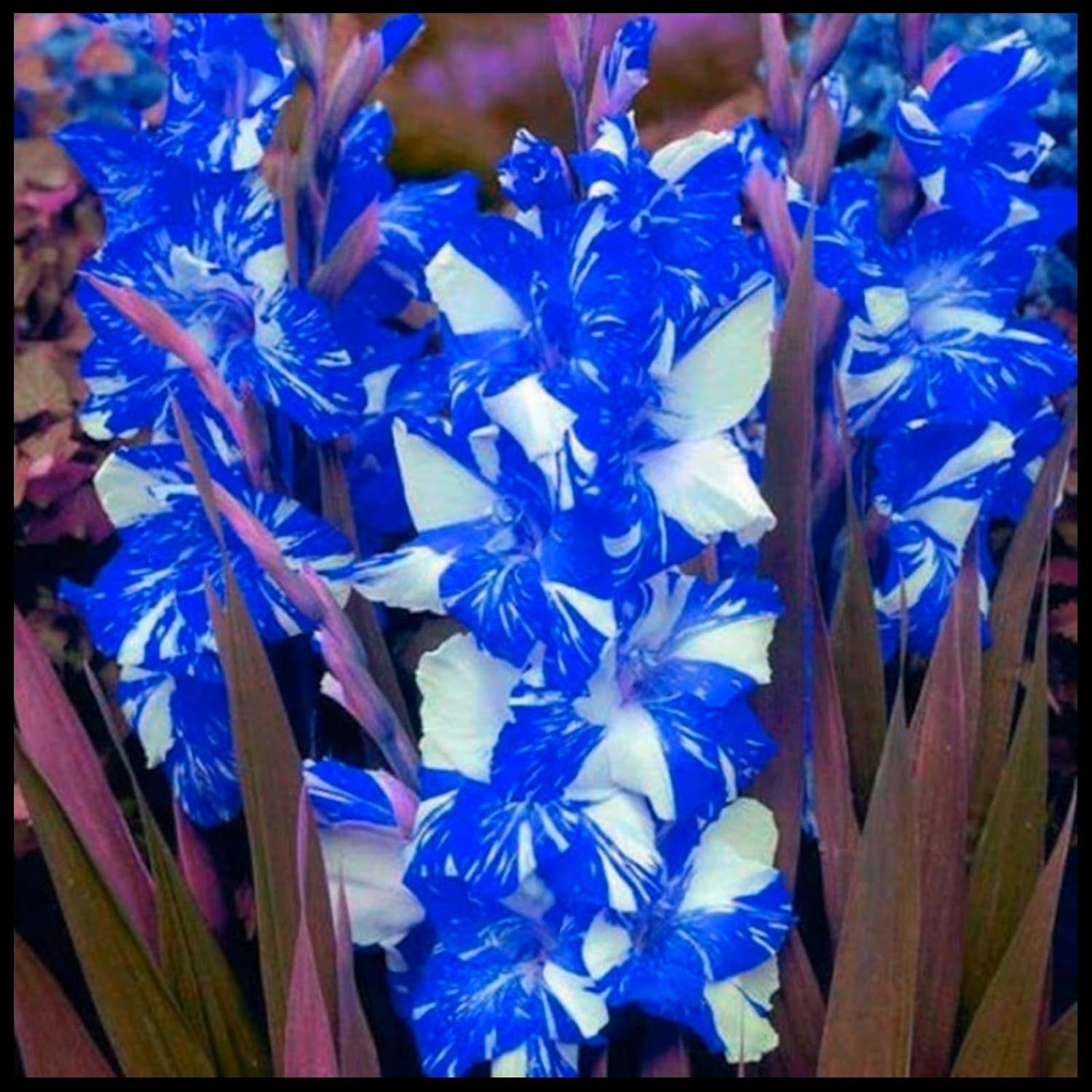 Amestec de bulbi de flori, Bec magic misterios, Plantare rezistentă, Bulb de flori perene rezistent la iarnă, Bulbi rezistenți - 3 bulbi de orhidee