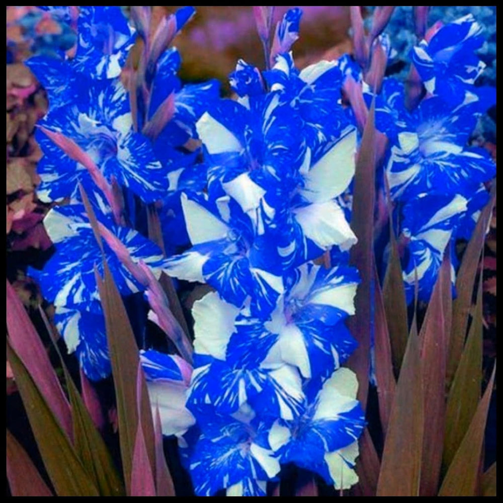 Amestec de bulbi de flori, Bec magic misterios, Plantare rezistentă, Bulb de flori perene rezistent la iarnă, Bulbi rezistenți - 3 bulbi de orhidee