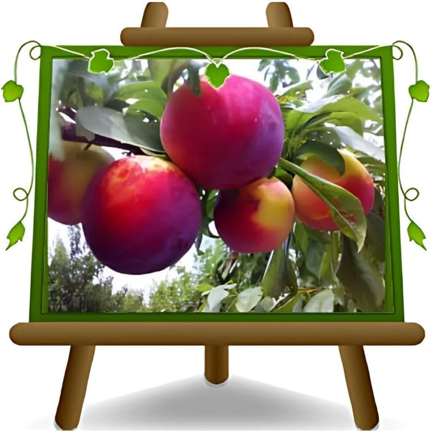 Fortune Pflaumen - Obstpflanze Auf Blumentopf 26 - Baum Max 200 Cm - 4 Jahre Anbau Italien
