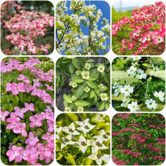 Cornus Kousa, Stauden Winterhart Mehrjährig Hartriegel, Winterharte Für Garten Steingartenpflanzen Winterhart Blumensamen 100Samen