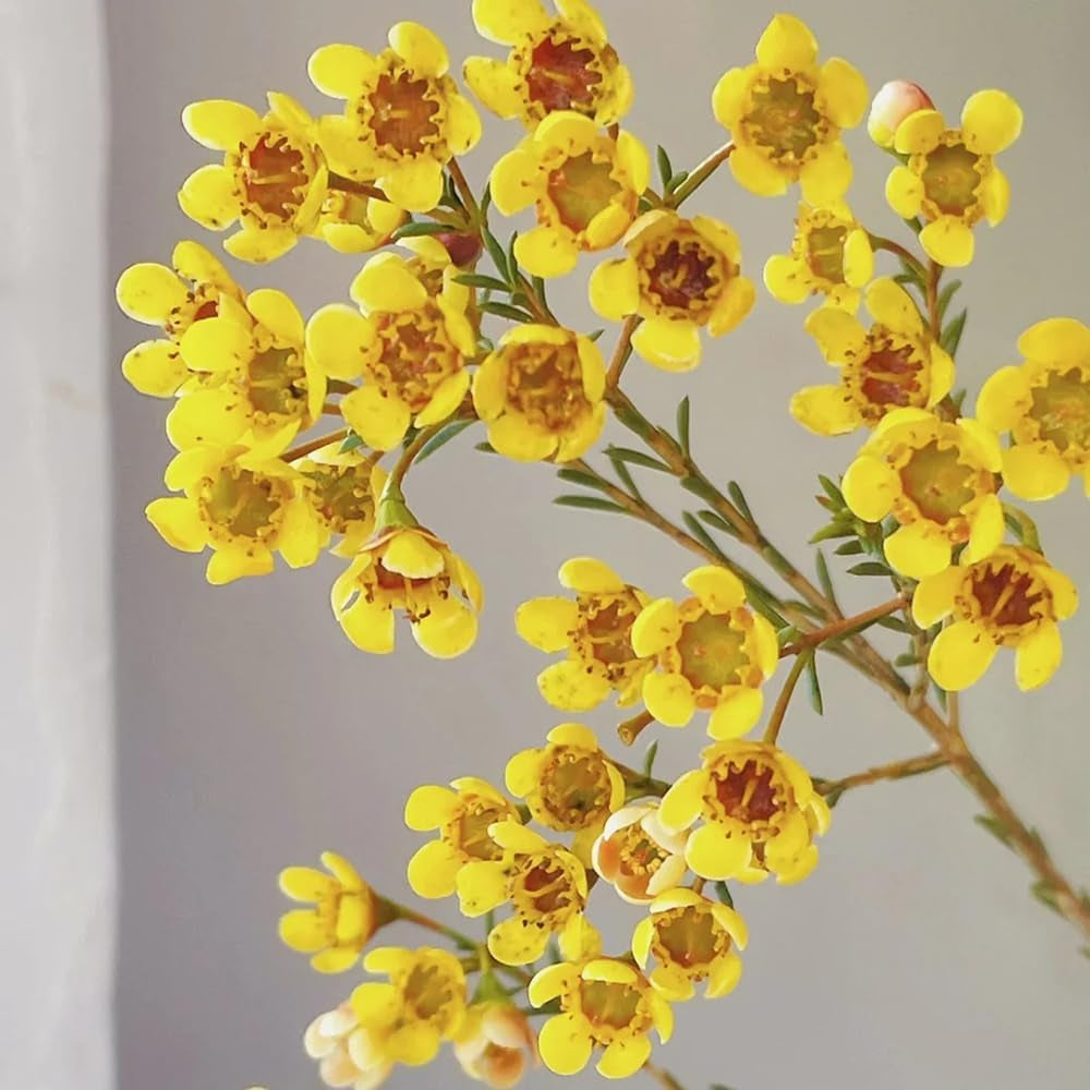Chamelaucium Uncinatum Balkonpflanzen Frühlingsblumen Minigarten Für Sonnige Plätze Garten Baumsamen Bonsai Exotische Bio Grünpflanzen Schattenpflanzen Zimmer Hecken Sträucher 100Samen
