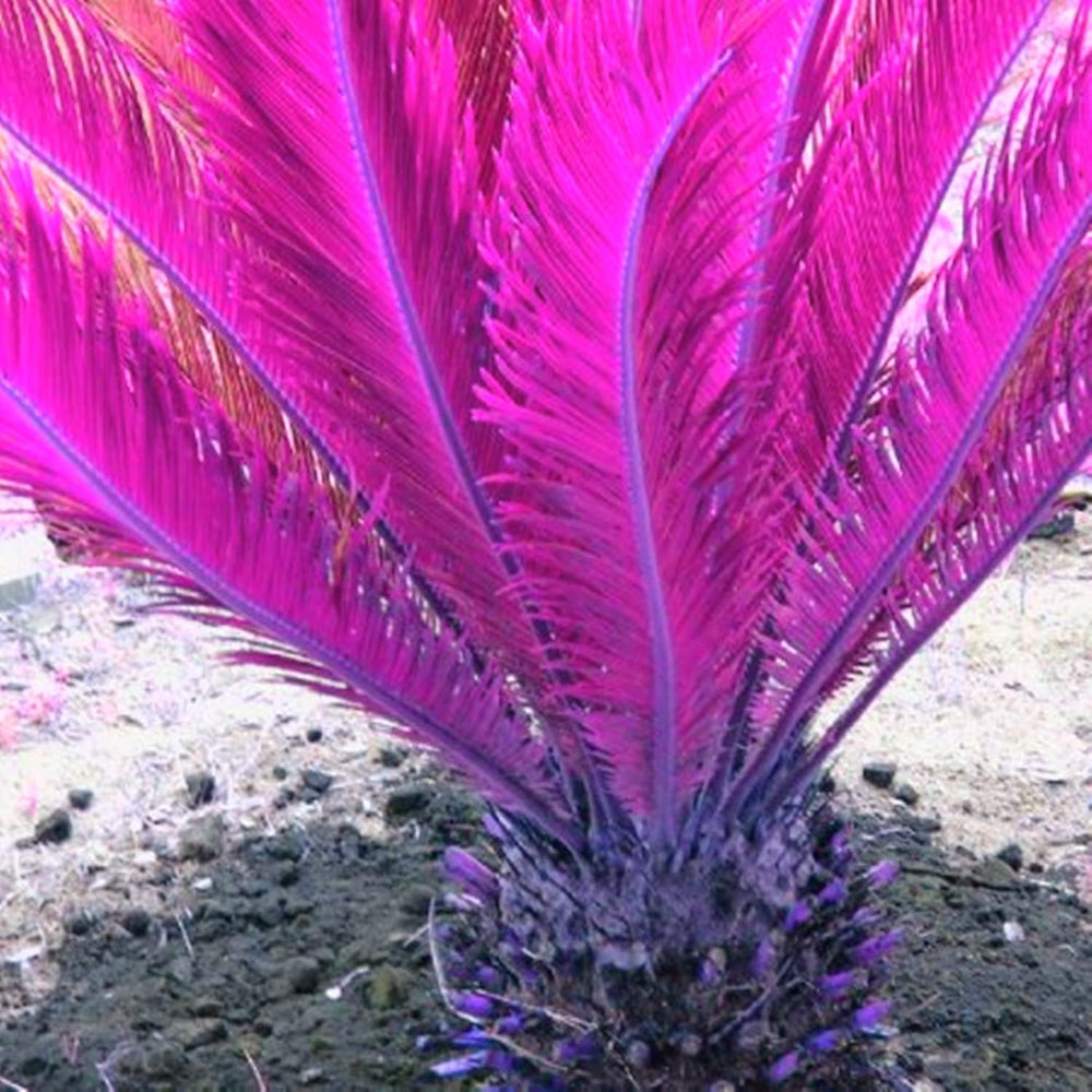 Amestec de bulbi de flori, Bec magic misterios, Plantare rezistentă, Bulb de flori perene rezistent la iarnă, Bulbi rezistenți - 3 bulbi de orhidee