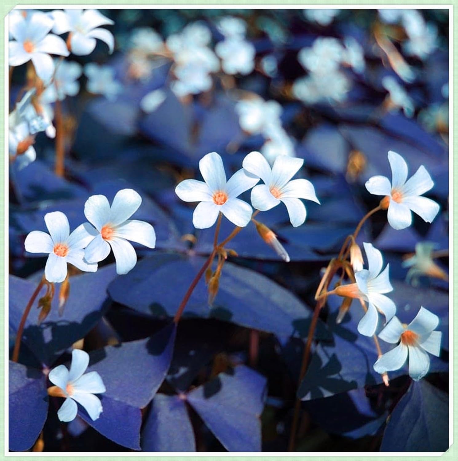 Amestec de bulbi de flori, Bec magic misterios, Plantare rezistentă, Bulb de flori perene rezistent la iarnă, Bulbi rezistenți - 3 bulbi de orhidee