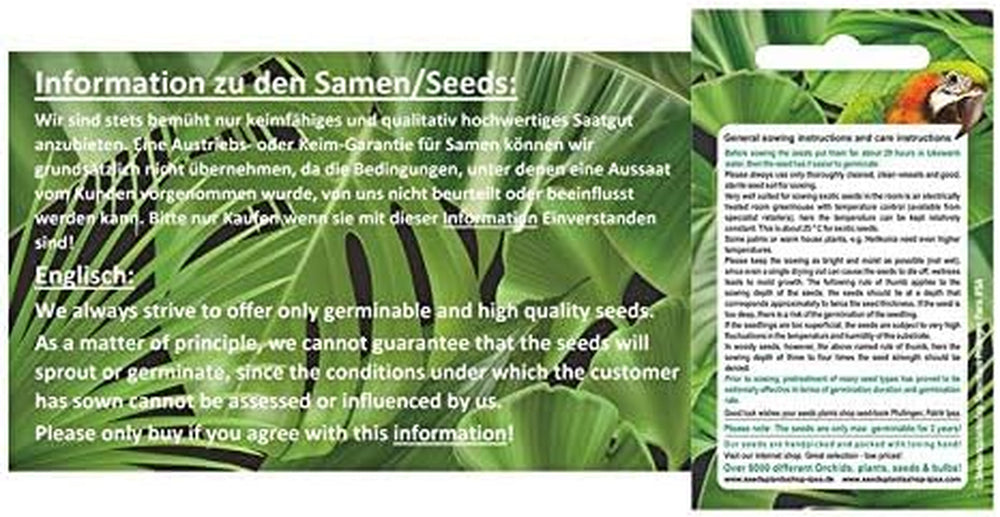 Stk - 5X Leucospermum Patersonii Nadelkissen Strauch Pflanzen - Samen B1710 -