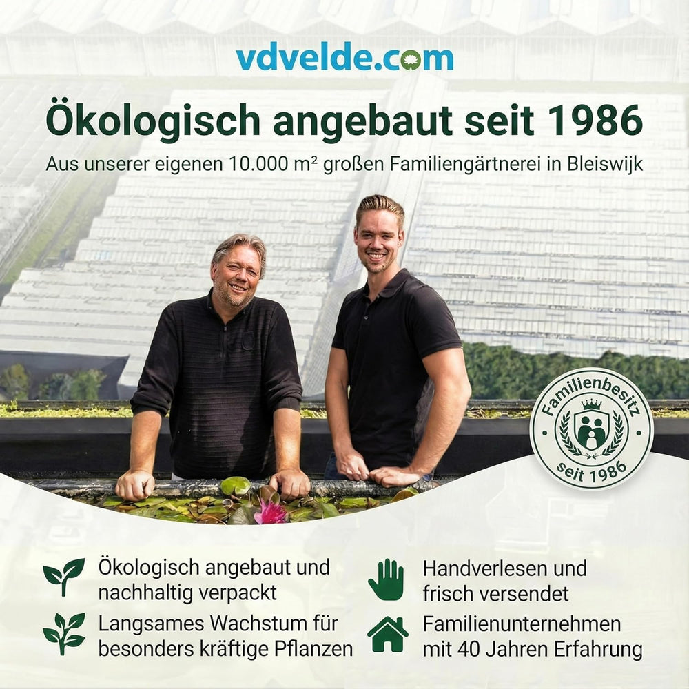 Vdvelde.Com - Tillandsia Spray - • Pflege Für Luftpflanzen • 3 X 125 Ml • in Praktischer Sprühflasche