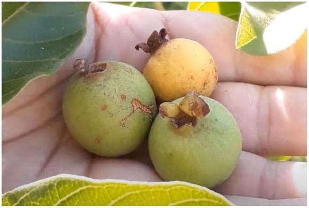 Stk - 10X Psidium Guineense Brasilianische Guave Garten Pflanzen - Samen ID1531 -