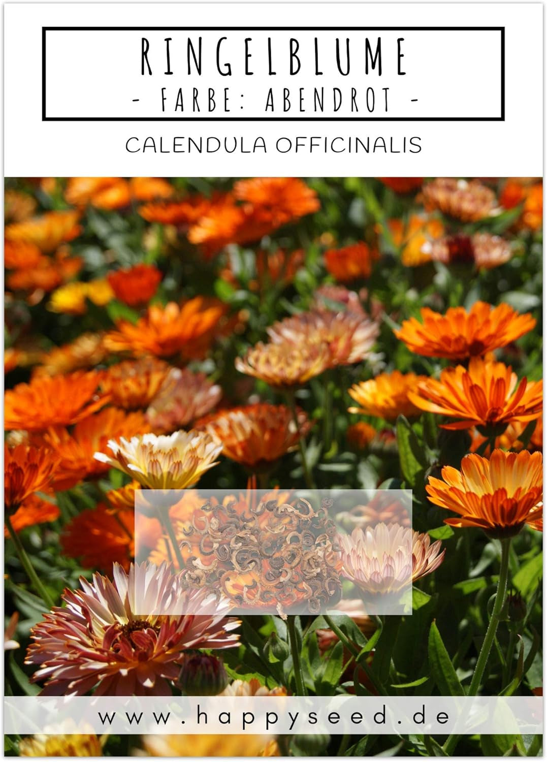 Semințe de gălbenele (Calendula officinalis) - Plantă medicinală versatilă cu flori comestibile și ideală pentru o pajiște cu flori colorate (Abendrot)