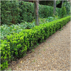 Plants by Frank | 48 Grüne Spindelstrauch Heckenpflanzen | Euonymus Japonicus 'Green Spire' | Japanischer Spindelstrauch | Buchsbaum Ersatz | Winterhart | Immergrüne Hecke | Gartenpflanzen