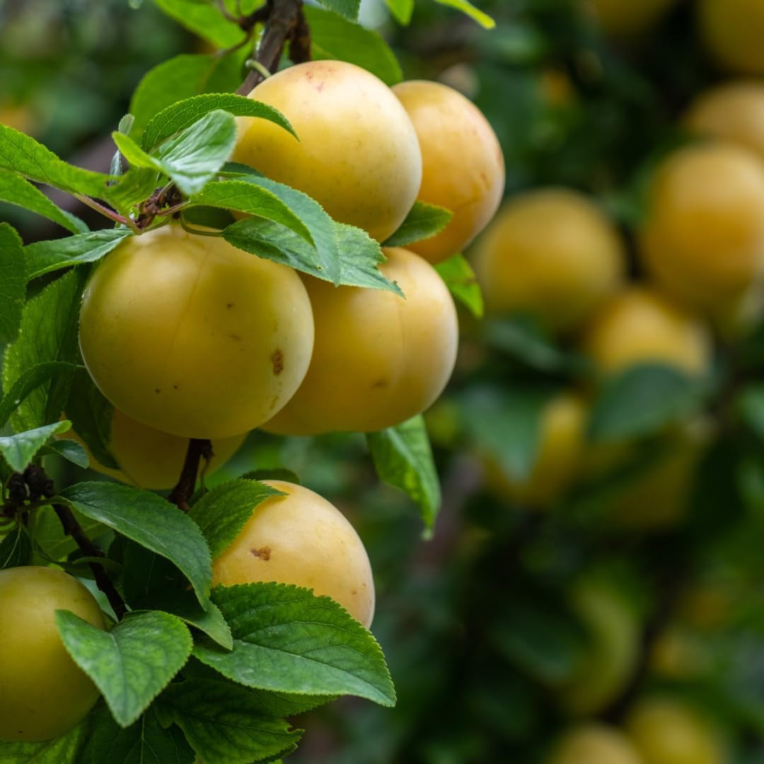 Pflaumenbaum TC Sun - Obstpflanze Topf Ø 24/26 Cm - Max. Wuchshöhe 180 Cm – Alter: 4 Jahre - Italienische Baumschule
