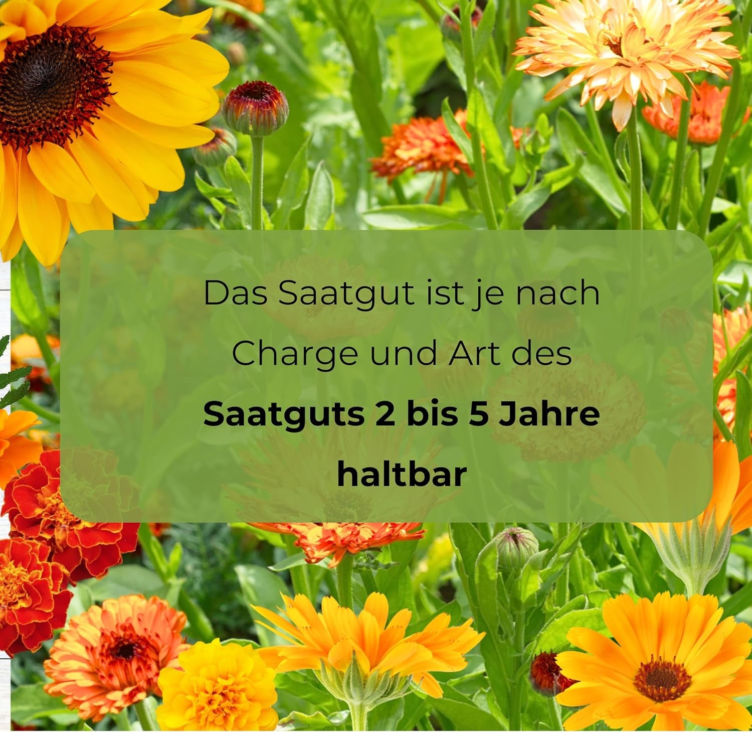 Semințe Cosmos Sensation Mix 1g, Mix Cosmos Flori de vară, Plante de grădină Plante de balcon, Semințe de flori