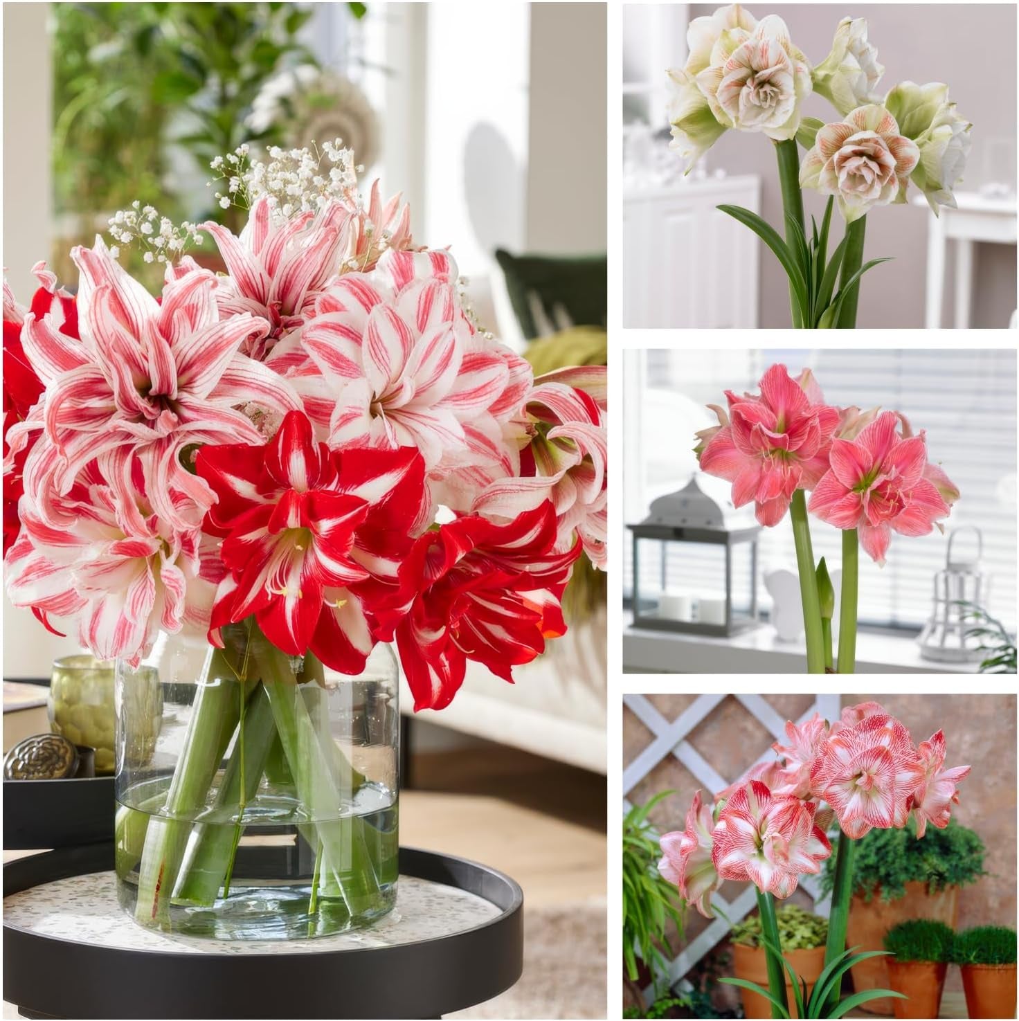Bulbi de Amarilis, Colecție Dublă (3 bulbi de format mare 26/30), Bulbi de Hippeastrum rezistenți, perfecți pentru interior și ghivece, Plante exclusive din Olanda (fără semințe, ceară)