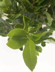 KENTIS - Căpșun (Arbutus unedo) – Plante rezistente pentru grădină – Veșnic verde, plantă adevărată – Înălțime 80-100 cm, ghiveci Ø 24 cm